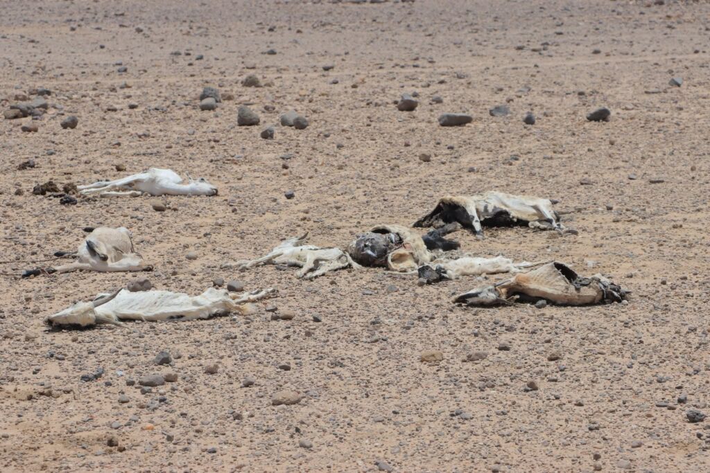 Xoolaha - gaar ahaan ariga ayaa u dhintay biyo la'aan gobolka Awdal
