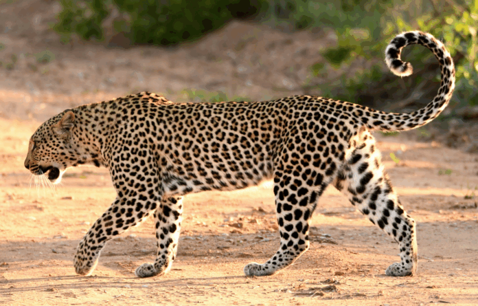 Somaliland oo ku guuleystay in ay soo badbaadiyaan 11 Xaramcad