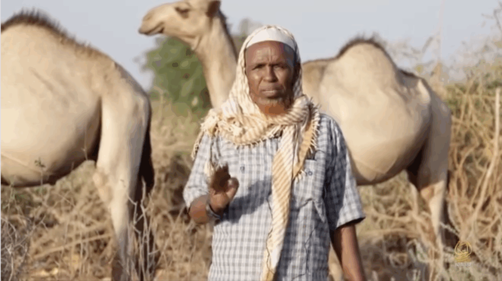 Nabadoon Cabdi Duugane oo ka hadlay geel ay beeshiisu ku wareeejisay Al-Shabaab bishii Maarso 2025.