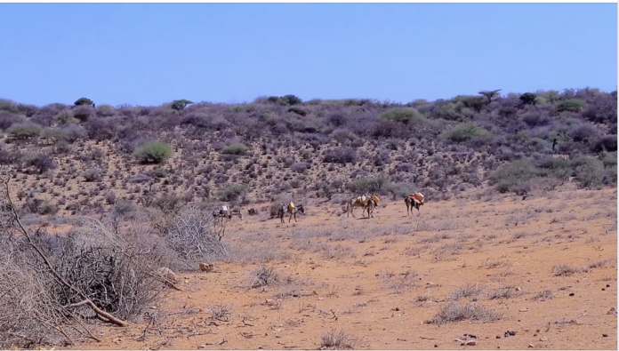 Abaar daran oo ka taagan gudaha Somaliland.